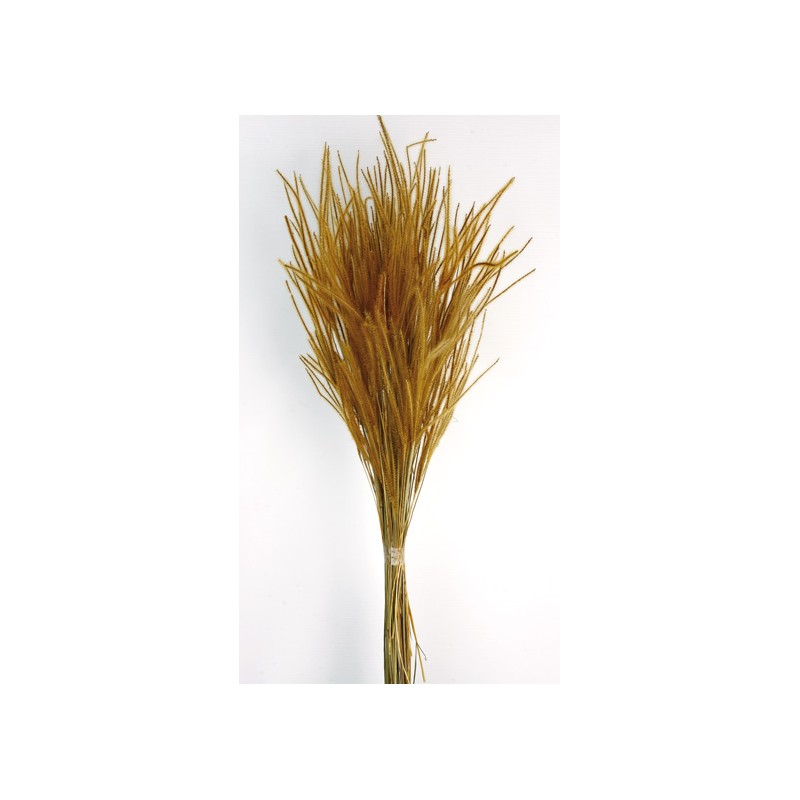 50g of Dried Ouro Grass - Natural - 60cm tall