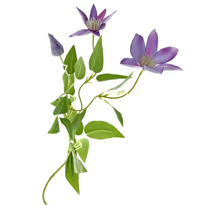 3 Head Clematis x 70cm Tall - Lavender