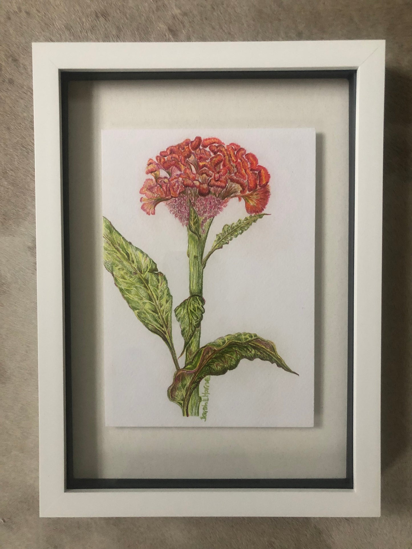 Celosia Oil Pastel Drawing