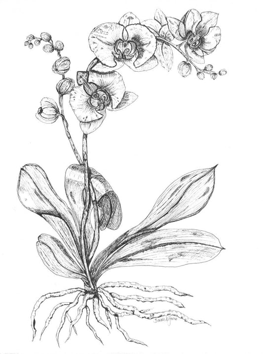 Phalaenopsis Orchid Print