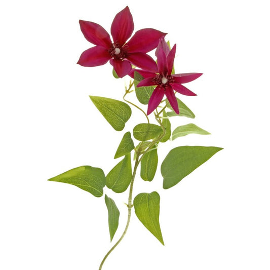 3 Head Clematis x 70cm Tall - Purple